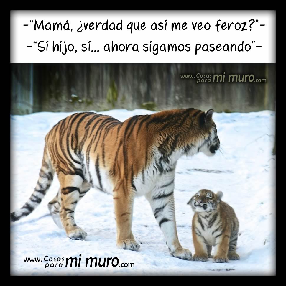 Pequeño tigre feroz - Cosas para mi muro